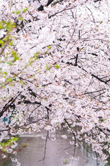 Cherry blossoms along the river.