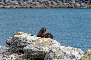 Fototapeta premium A New Zealand fur seal basks on some rocks on a harbour wall