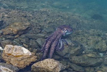 An octopus hunts near rocks in New Zealand