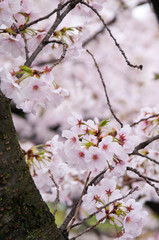 Cherry blossoms along the river.