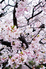 Cherry blossoms along the river.