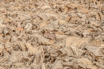 Dry autumn fallen leaves on brown forest soil background,Background of dry brown leaves lying on the ground