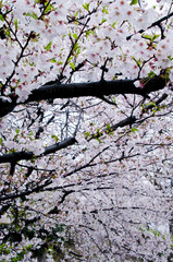 Cherry blossoms along the river.