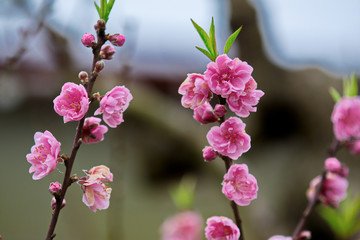 Fototapeta premium Close up of peach blossoms in Spring