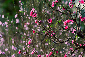 Peach blossoms in the new year's flower market 