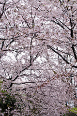 Cherry blossoms along the river.