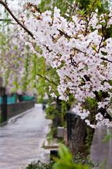 Cherry blossoms along the river.