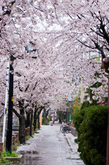 Cherry blossoms along the river.
