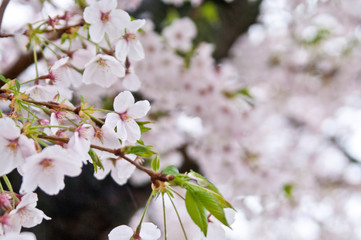 Cherry blossoms along the river.