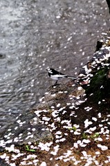 Cherry blossoms along the river.