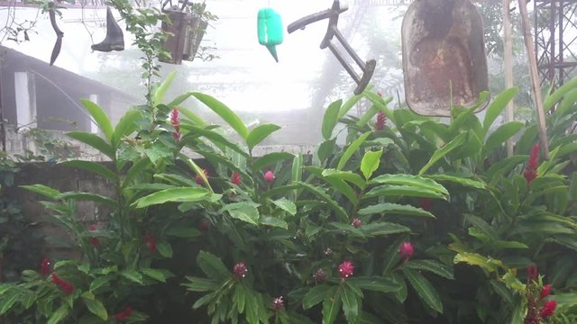 a creative garden in the fogy mountains of Minca in Colombia