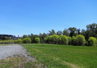 Fototapeta na wymiar Fresh green field and trees in May