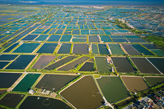 Aerial image of shrimp breeding farms in Giao Thuy, Vietnam