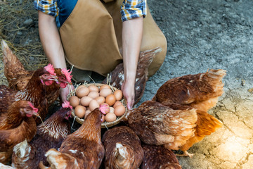 Many fresh chicken eggs in a wicker basket, which farmers collect from hens in chicken farms, for consumption and sell to customers