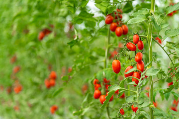 Tomato cultivation in greenhouses