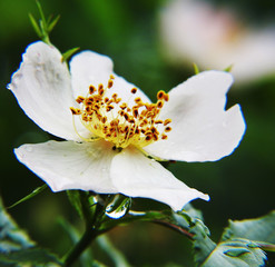  Plants. Rose hip flower. Close up.      