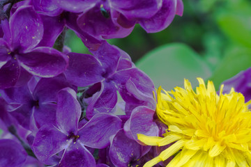 Yellow dandelion on a lilac background in the spring sunny garden