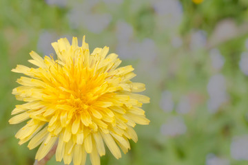 Yellow dandelion in the spring sunny garden