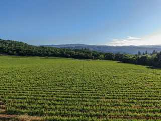 Aerial view of wine vineyard in Napa Valley during summer season. Napa County, in California's Wine Country, part of the North Bay region of the San Francisco Bay Area. Vineyards landscape.