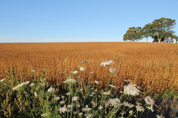 white flowers in front of field with homestead in the background