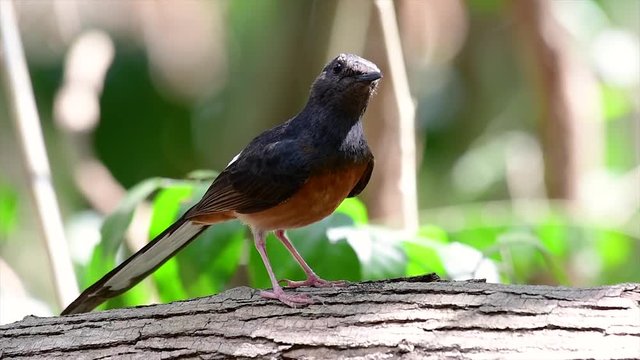 The White-rumped Shama is one of the most common birds in Thailand and can be readily seen at city parks, farm lands, wooded areas, and the national parks; often heard with lovely sweet songs.