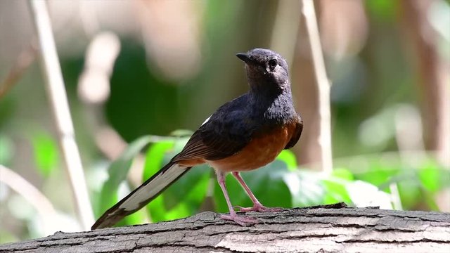The White-rumped Shama is one of the most common birds in Thailand and can be readily seen at city parks, farm lands, wooded areas, and the national parks; often heard with lovely sweet songs.