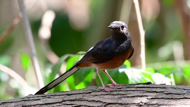 The White-rumped Shama is one of the most common birds in Thailand and can be readily seen at city parks, farm lands, wooded areas, and the national parks; often heard with lovely sweet songs.