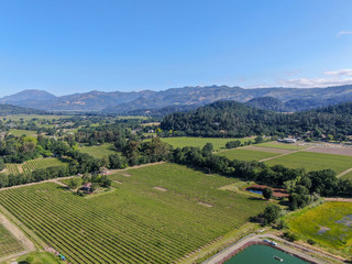 Fototapeta na wymiar Aerial view of wine vineyard in Napa Valley during summer season. Napa County, in California's Wine Country, part of the North Bay region of the San Francisco Bay Area. Vineyards landscape.