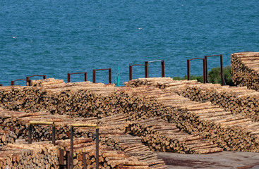 Fototapeta na wymiar Timber logs ready for export on the dockside