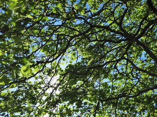 Morning sun shining brightly through tree branches in early summer