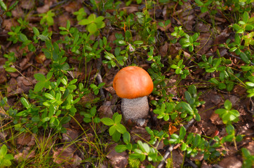 mushrooms aspen mushrooms in the autumn tundra forest.