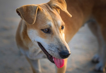 Brown dogs explore the beach and the sea to find fun.