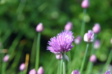 Small spring chives flower.