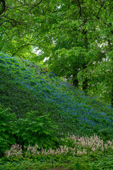 Blooming mountainside on the background of a large tree
