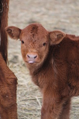 red baby calf sticking tongue out