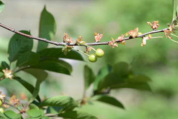Unripe green cherry berries on a branch in the garden