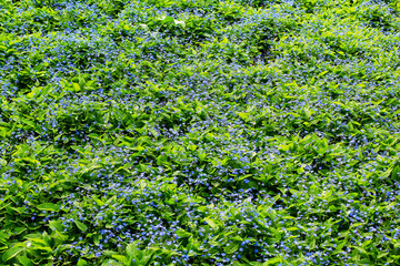 a background picture full of blue flowers