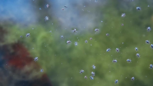Many  small insect on the dirty water.