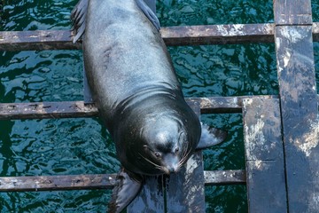 sealion Santa Cruz california 