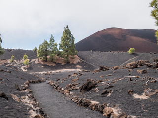 Black ashes of canary pine after forest fire at Teide National park.