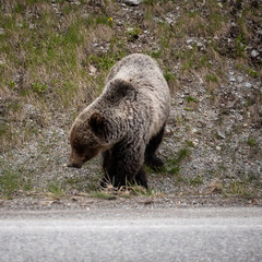 Bear on the Side of the Road