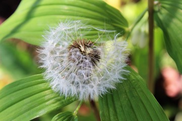Dandelion seeds on the leaves of Solomon's-Seal