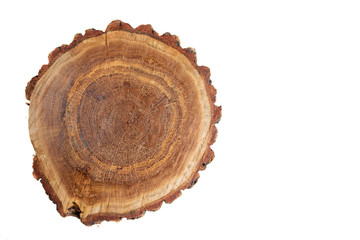 oak stump on white background isolated