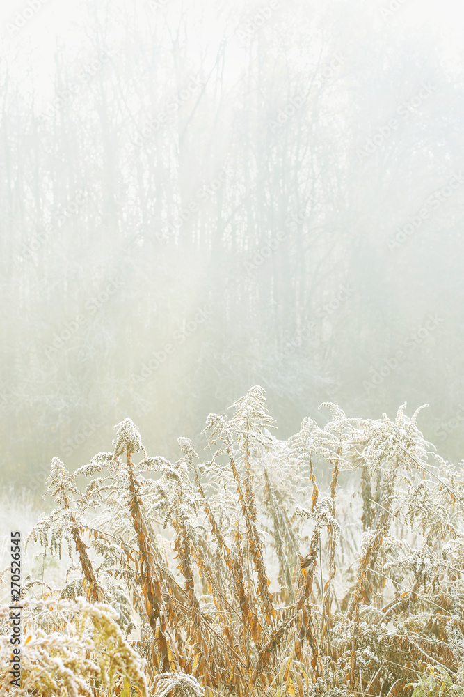 Canvas Prints foggy landscape. garden in morning october mist.