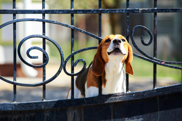 Dog breed beagle