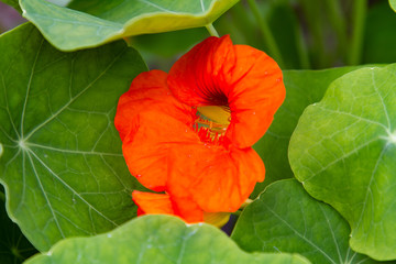 close-up of the red blossom of a nasturtium