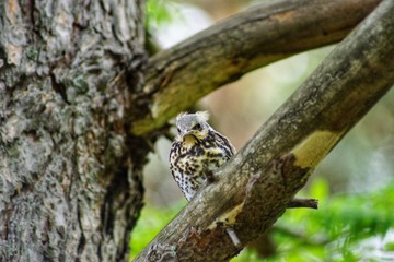 Chick-fledglings of the thrush on a branch of larch. Young mistle thrush stood for masking.