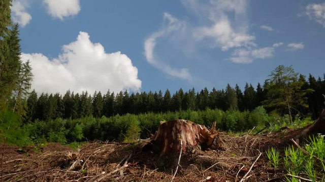 Pine wood stumps, young green trees, old pine forest in the background, conceptual deforestation footage.