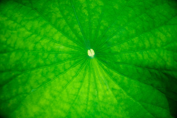 lotus leaf wallpaper, Texture of Lotus Leaf, Thailand, Lotus Leaf Close-up for background.