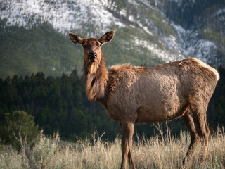 Deer at Yellowstone National Park